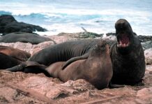Promiscuous Males: 10 Harem-Based Animals