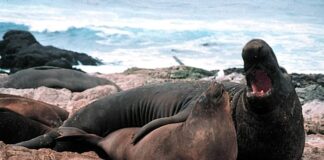 Promiscuous Males: 10 Harem-Based Animals