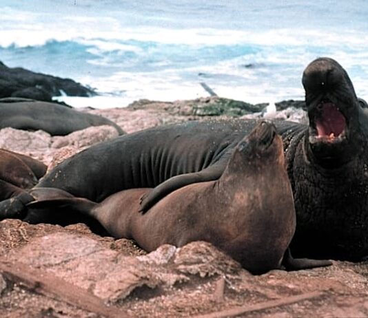 Promiscuous Males: 10 Harem-Based Animals
